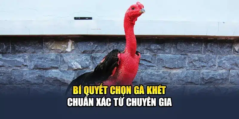 Bí quyết chọn gà khét chuẩn xác từ chuyên gia