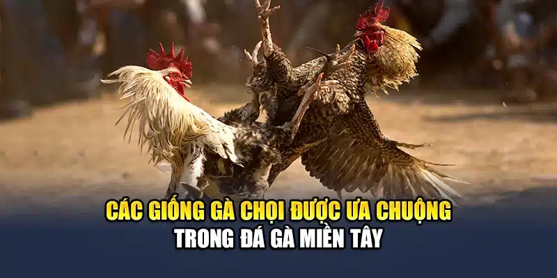 Các giống gà chọi được ưa chuộng trong đá gà miền Tây