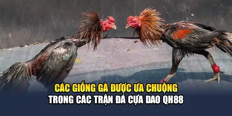 Trải Nghiệm Đá Gà Cựa Dao Đỉnh Cao Cùng QH88 Ngay Hôm Nay 3 Các giống gà được ưa chuộng trong các trận đá cựa dao QH88