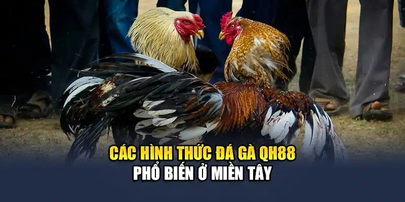 Các hình thức đá gà QH88 phổ biến ở miền Tây