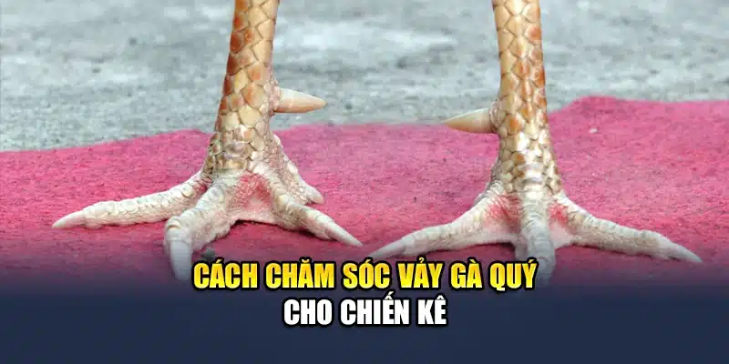 Khám Phá Các Loại Vảy Gà Quý Được Săn Đón Tại QH88 3 Cách chăm sóc vảy gà quý cho chiến kê