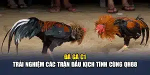 Đá Gà C1 - Trải Nghiệm Các Trận Đấu Kịch Tính Cùng QH88