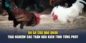 Đá Gà Cựa Dao QH88 - Trải Nghiệm Các Trận Đấu Kịch Tính Từng Phút
