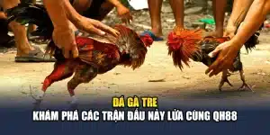 Đá Gà Tre - Khám Phá Các Trận Đấu Nảy Lửa Cùng QH88