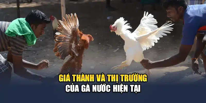 Gà Nước Là Gì? Những Thông Tin Thú Vị Bạn Chưa Biết 2 Giá thành và thị trường hiện tại