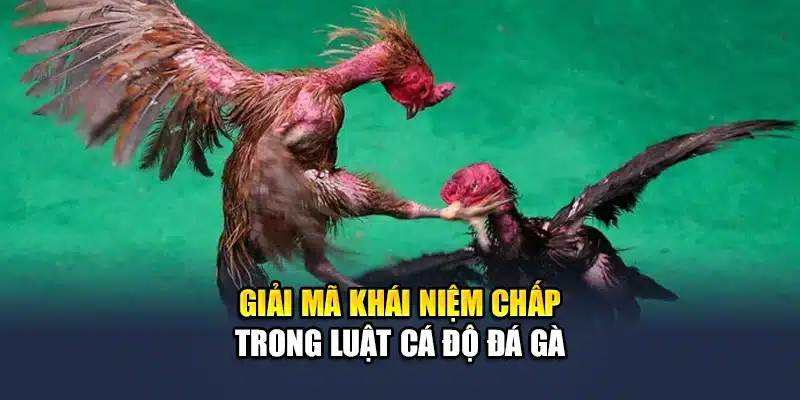 Giải mã khái niệm chấp trong luật cá độ đá gà