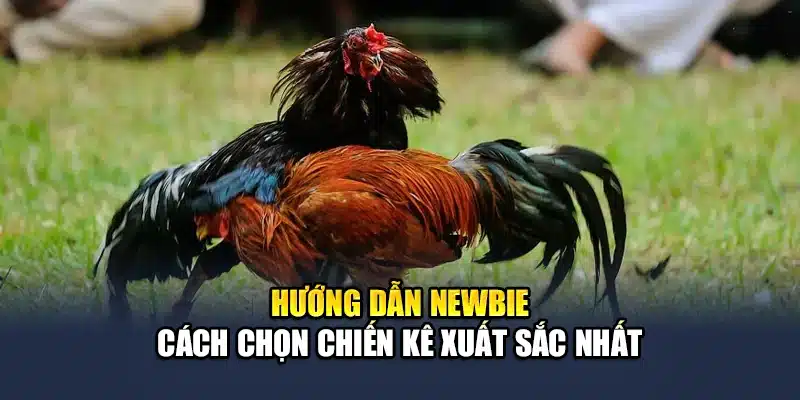 Đá Gà C1 - Trải Nghiệm Các Trận Đấu Kịch Tính Cùng QH88 3 Hướng dẫn newbie cách chọn chiến kê xuất sắc nhất