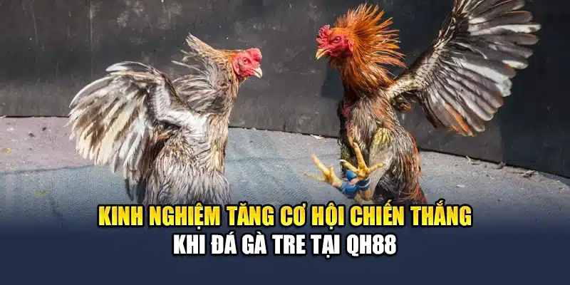 Kinh nghiệm tăng cơ hội chiến thắng khi đá gà tre tại QH88