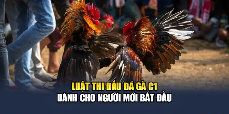 Đá Gà C1 - Trải Nghiệm Các Trận Đấu Kịch Tính Cùng QH88 2 Luật thi đấu đá gà C1 dành cho người mới bắt đầu