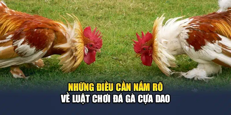 Trải Nghiệm Đá Gà Cựa Dao Đỉnh Cao Cùng QH88 Ngay Hôm Nay 2 Những điều cần nắm rõ về luật chơi đá gà cựa dao