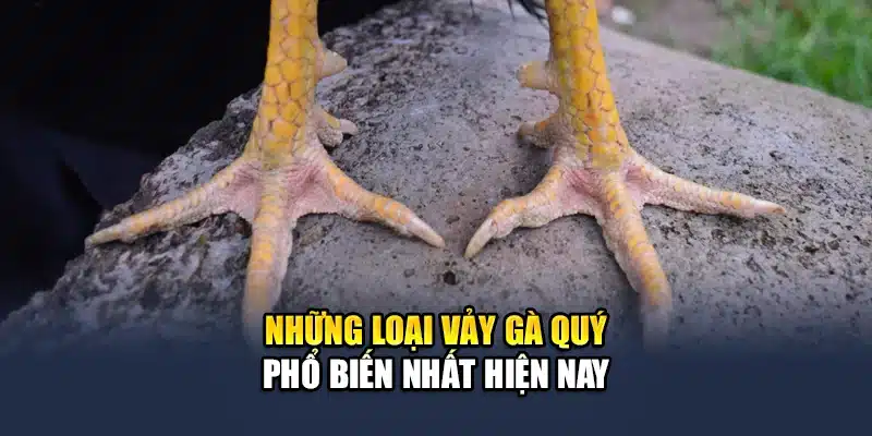 Khám Phá Các Loại Vảy Gà Quý Được Săn Đón Tại QH88 2 Những loại vảy gà quý phổ biến nhất hiện nay