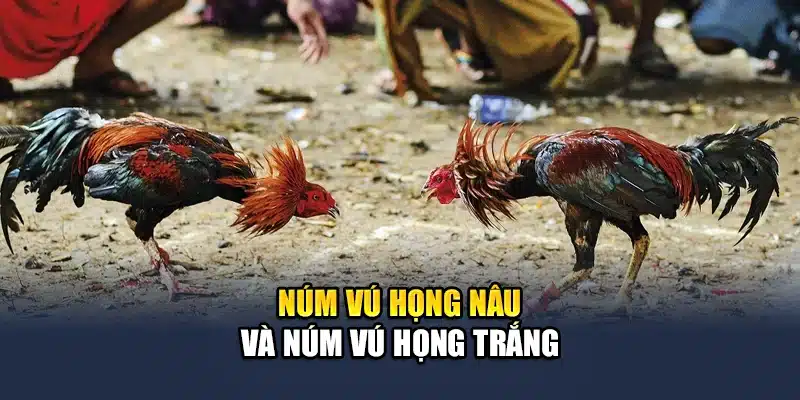 Gà Nước Là Gì? Những Thông Tin Thú Vị Bạn Chưa Biết 3 Núm vú họng nâu và núm vú họng trắng