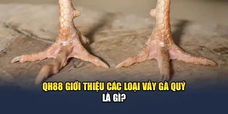 Khám Phá Các Loại Vảy Gà Quý Được Săn Đón Tại QH88 1 QH88 giới thiệu các loại vảy gà quý là gì?