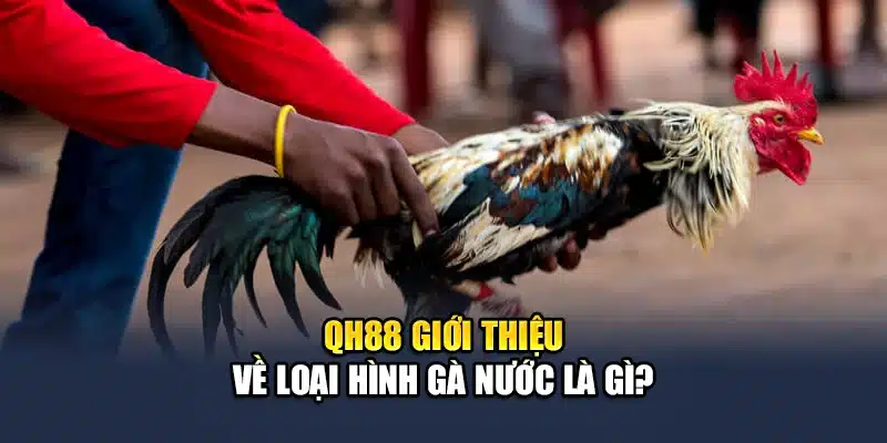Gà Nước Là Gì? Những Thông Tin Thú Vị Bạn Chưa Biết 1 QH88 giới thiệu về loại hình gà nước là gì?