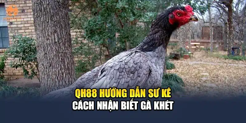 QH88 hướng dẫn sư kê cách nhận biết gà khét