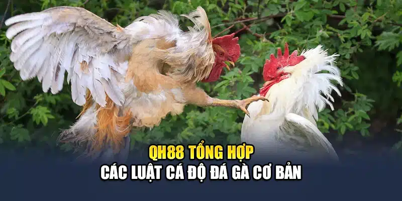 QH88 tổng hợp các luật cá độ đá gà cơ bản