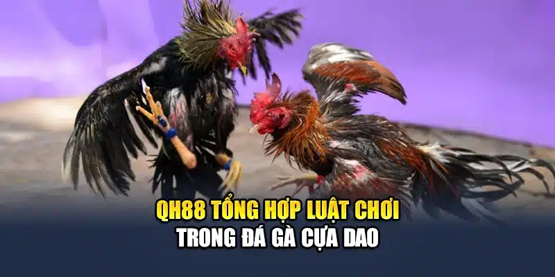 Đá Gà Cựa Dao QH88 - Trải Nghiệm Các Trận Đấu Kịch Tính Từng Phút 2 QH88 tổng hợp luật chơi trong đá gà cựa dao