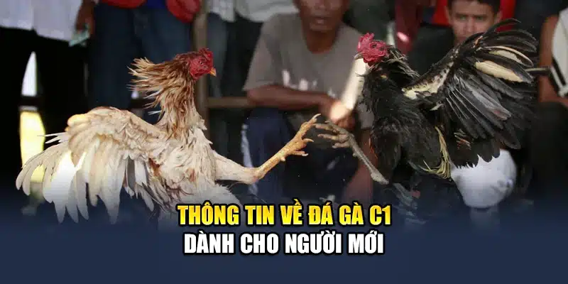 Đá Gà C1 - Trải Nghiệm Các Trận Đấu Kịch Tính Cùng QH88 1 Thông tin về đá gà C1 dành cho người mới